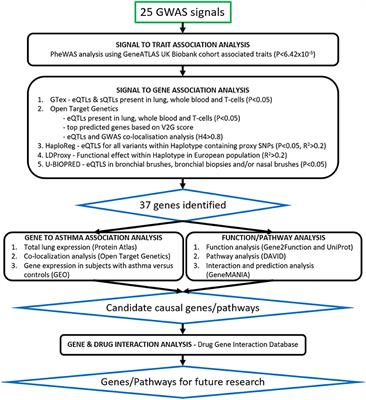 Translational Analysis of Moderate to Severe Asthma GWAS Signals Into Candidate Causal Genes and Their Functional, Tissue-Dependent and Disease-Related Associations